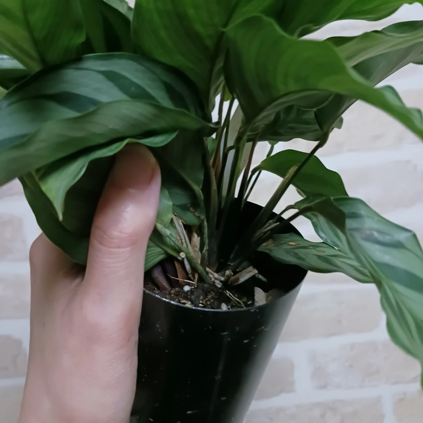 カラテア フレディ 3号ロング 硬質ポット 観葉植物の写真4枚目