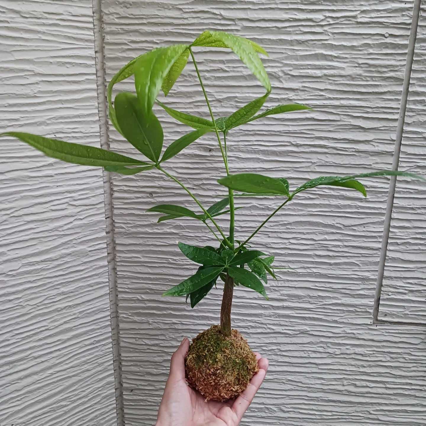 苔玉★パキラ 観葉植物の写真7枚目