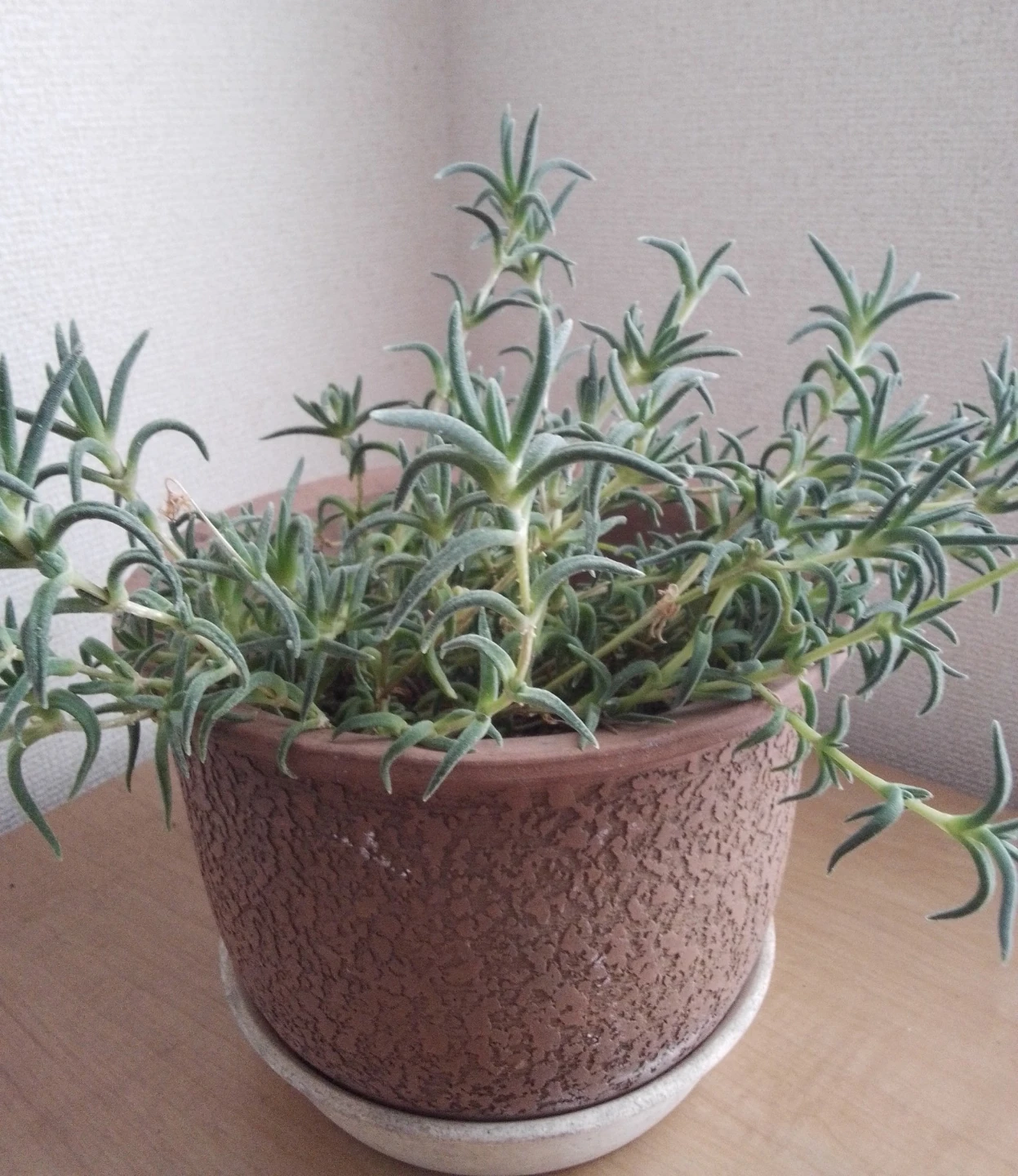 多肉植物の写真2枚目