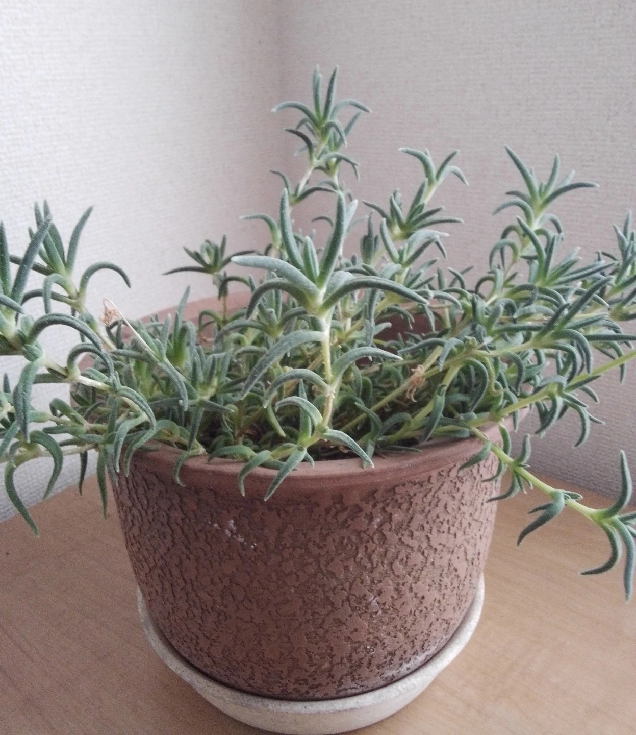 多肉植物の写真2枚目