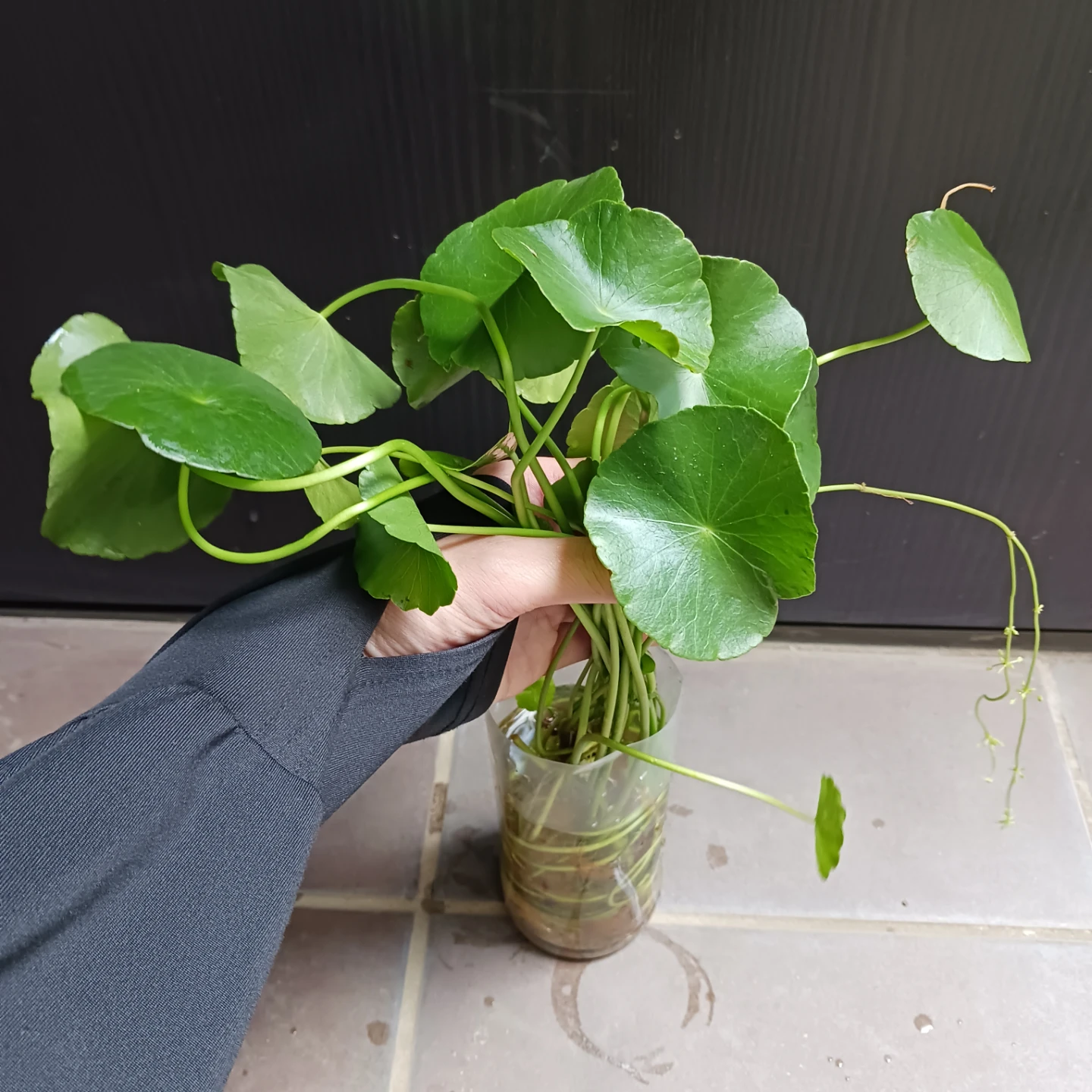 ウォーターコイン　ウォーターマッシュルーム　水草　ビオトープの写真2枚目