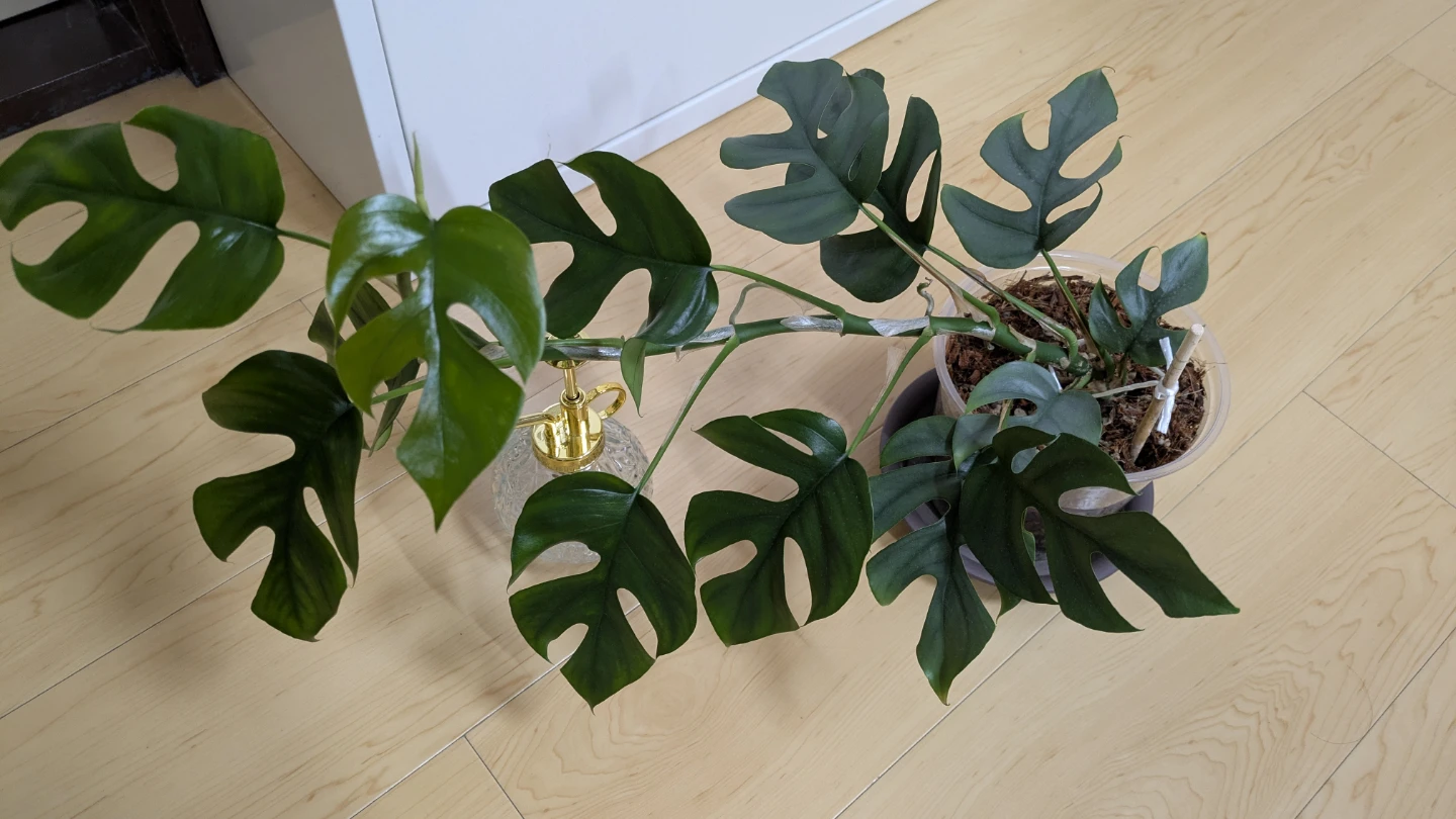 ヒメモンステラ 観葉植物の写真2枚目