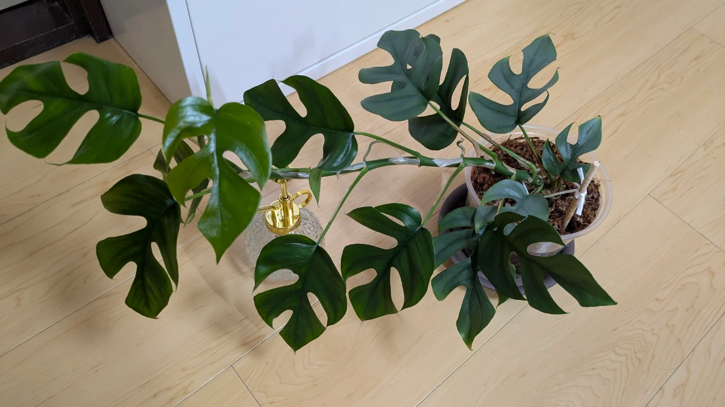 ヒメモンステラ 観葉植物の写真2枚目