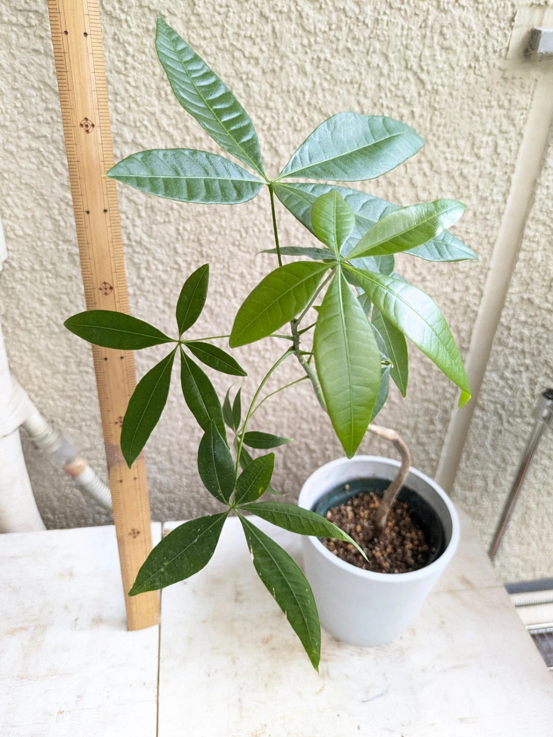 パキラ 観葉植物②の写真2枚目