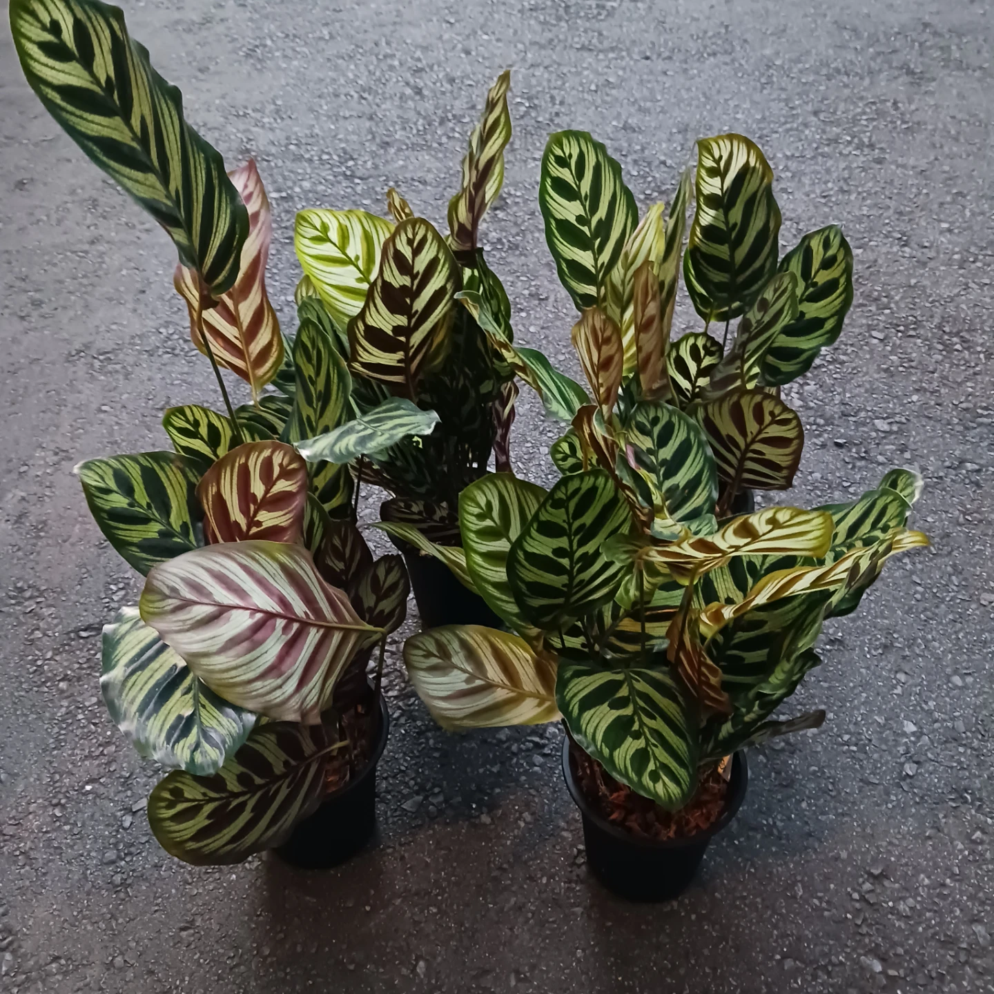 カラテア・マコヤナ　4号　観葉植物　インドアグリーンの写真10枚目
