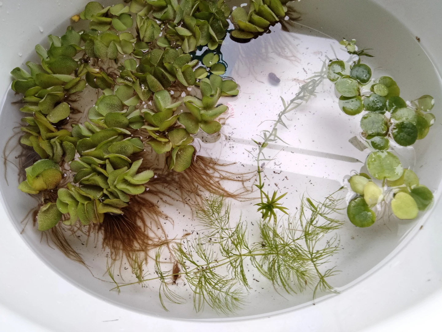 浮き草 サルビニア　水草