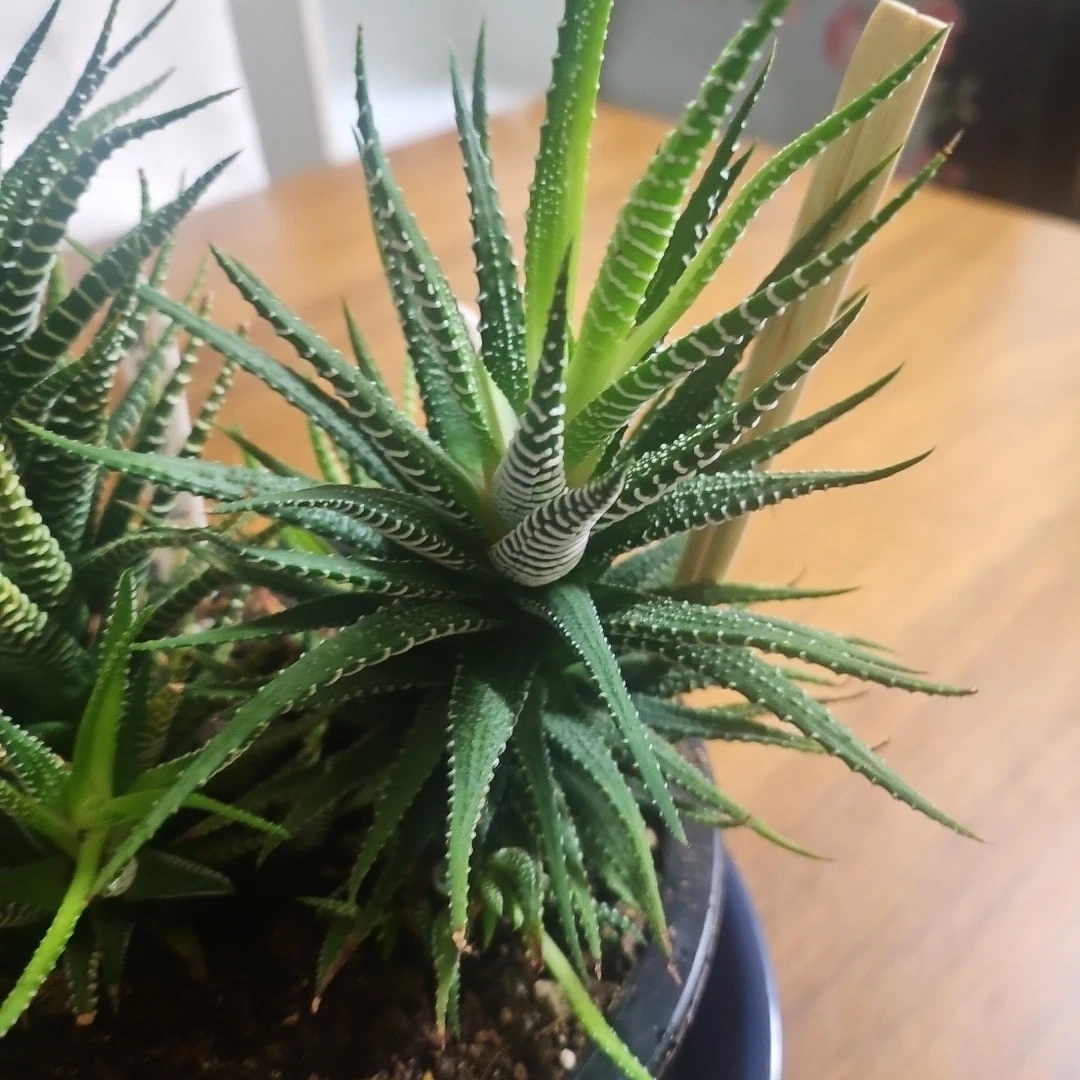 ◽ハオルチア◽ 十二の巻 ◽2株寄せ植えの写真4枚目