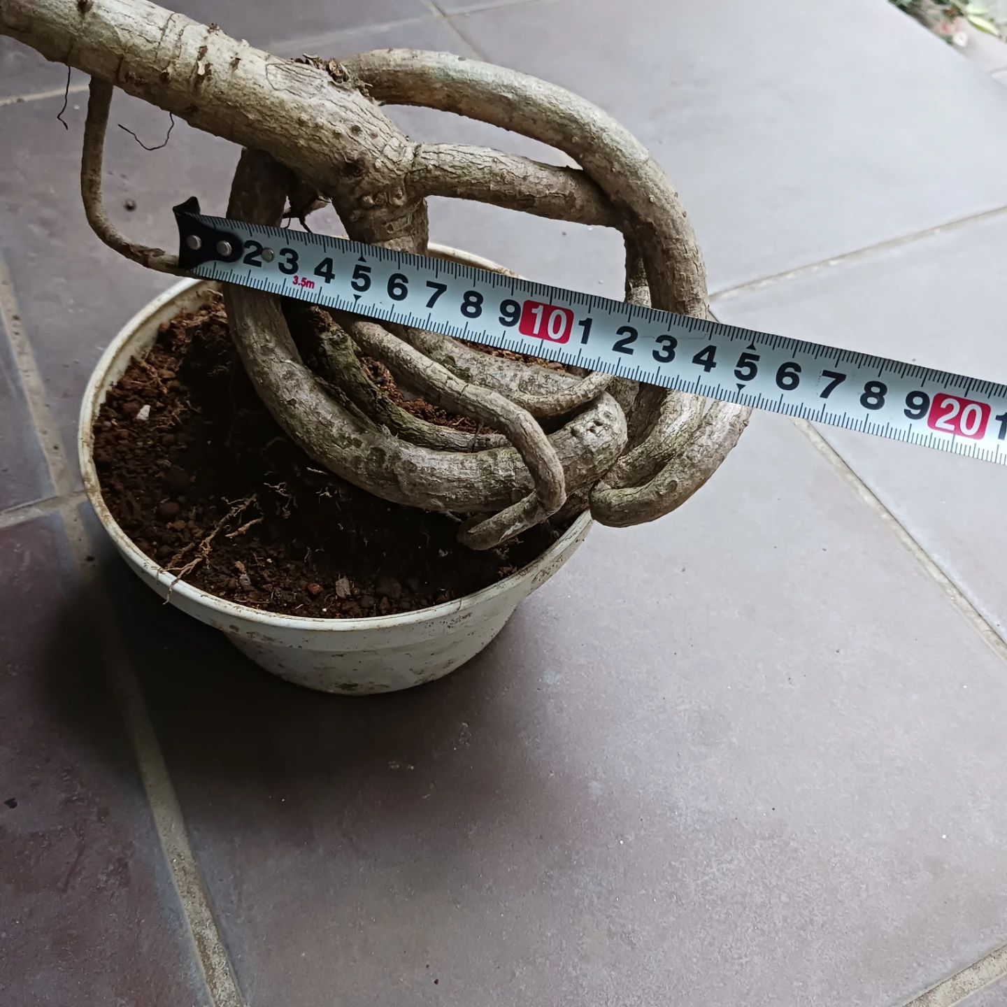 曲がり★ツピタンサス　6号　観葉植物　個性的　一点ものの写真10枚目