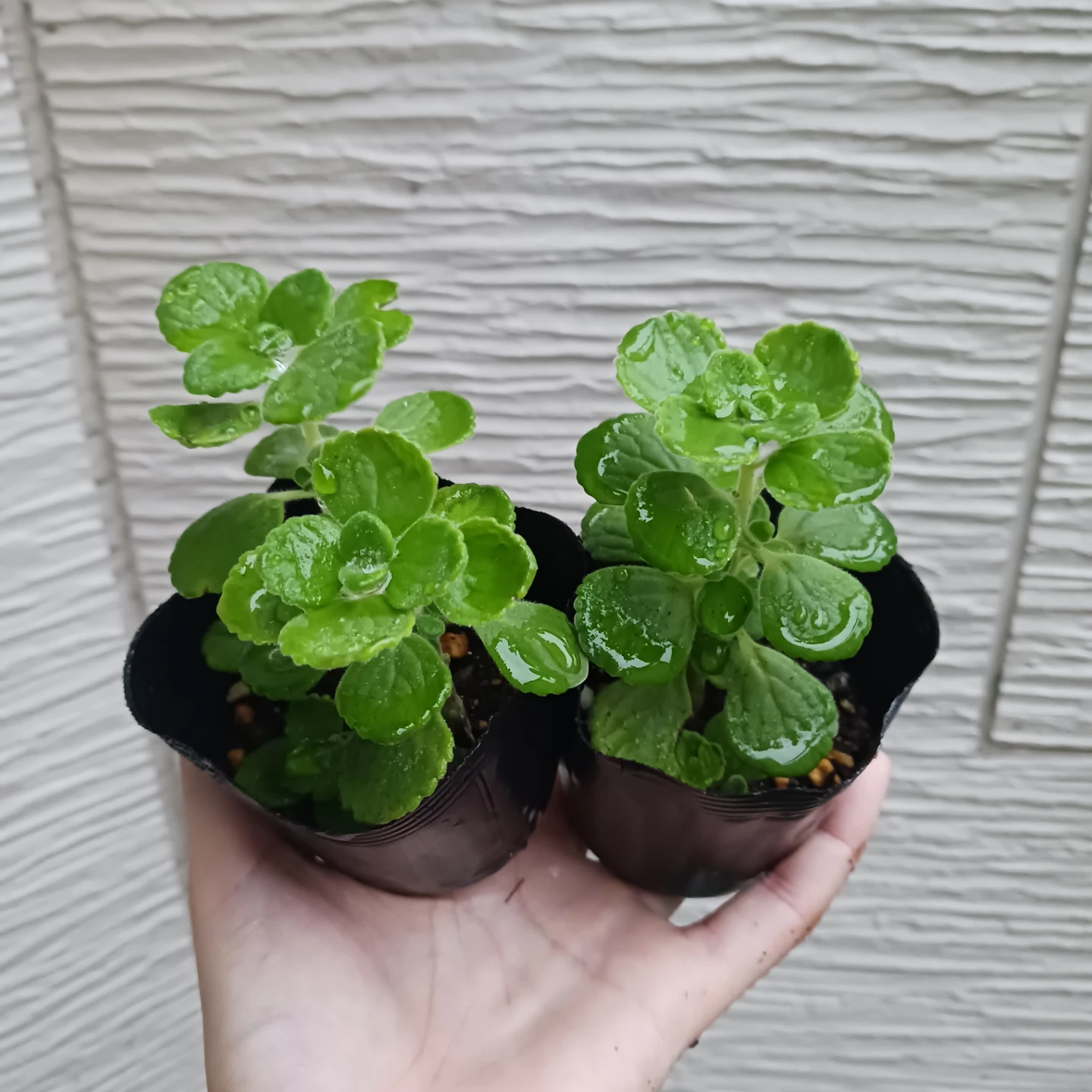 ハーブ★アロマティカス　2.5号　観葉植物　蚊除け