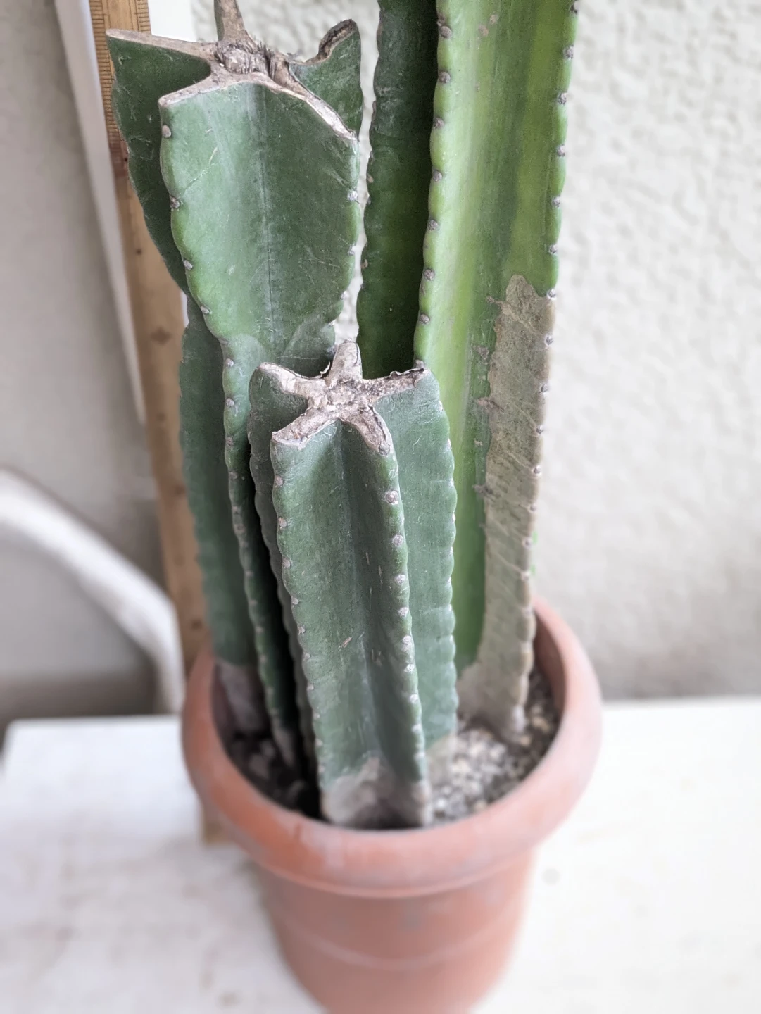 柱サボテン 観葉植物の写真3枚目