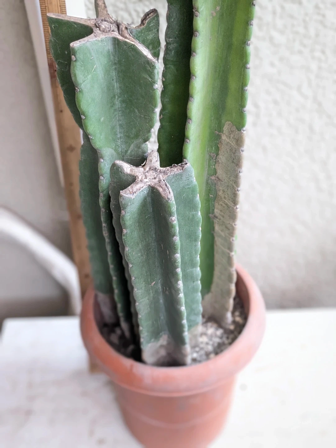 柱サボテン 観葉植物の写真3枚目