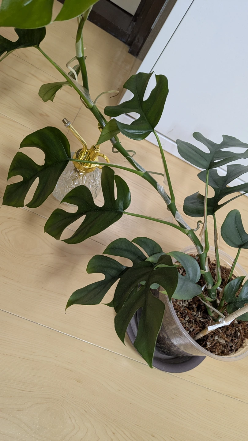 ヒメモンステラ 観葉植物の写真5枚目