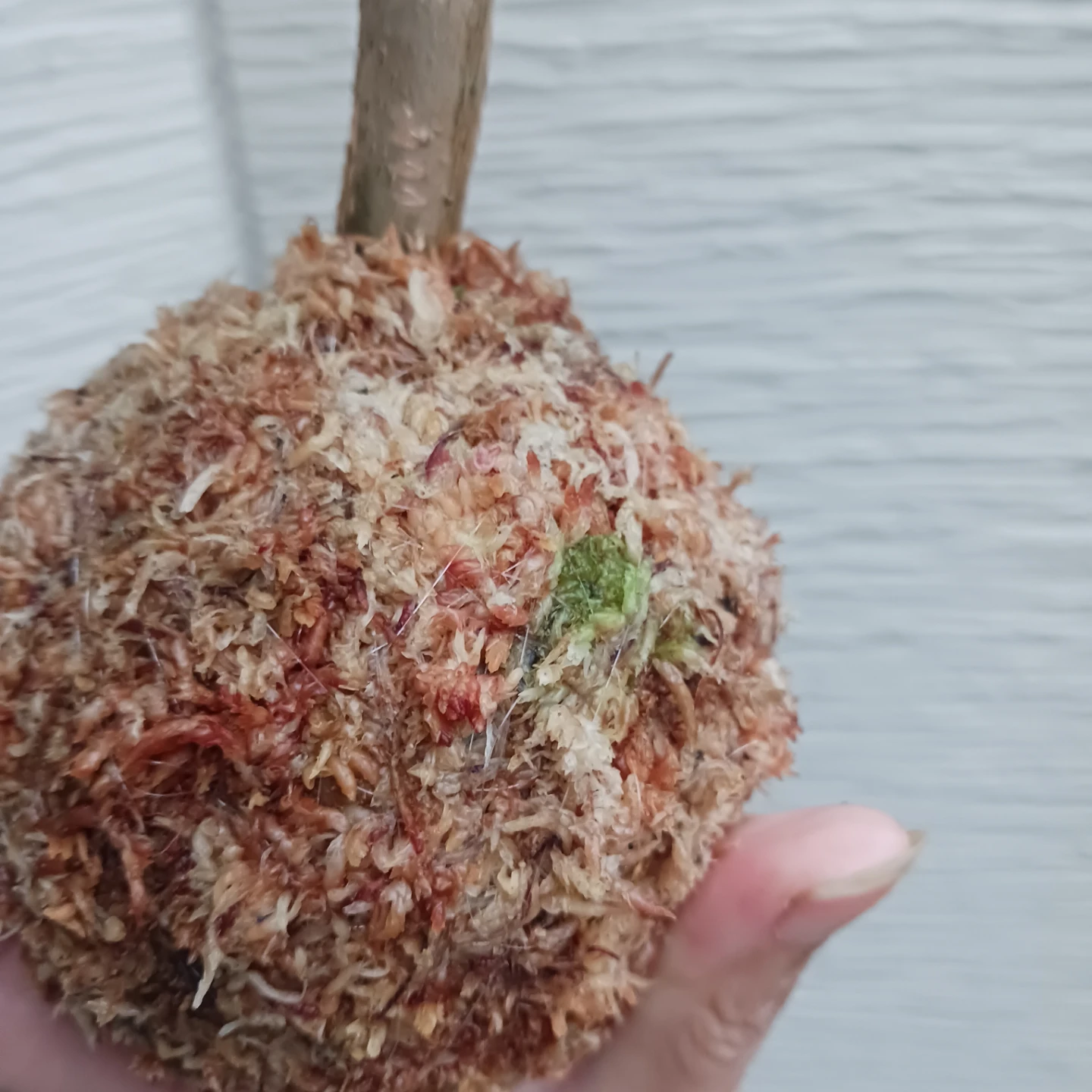 苔玉★パキラ　観葉植物の写真4枚目