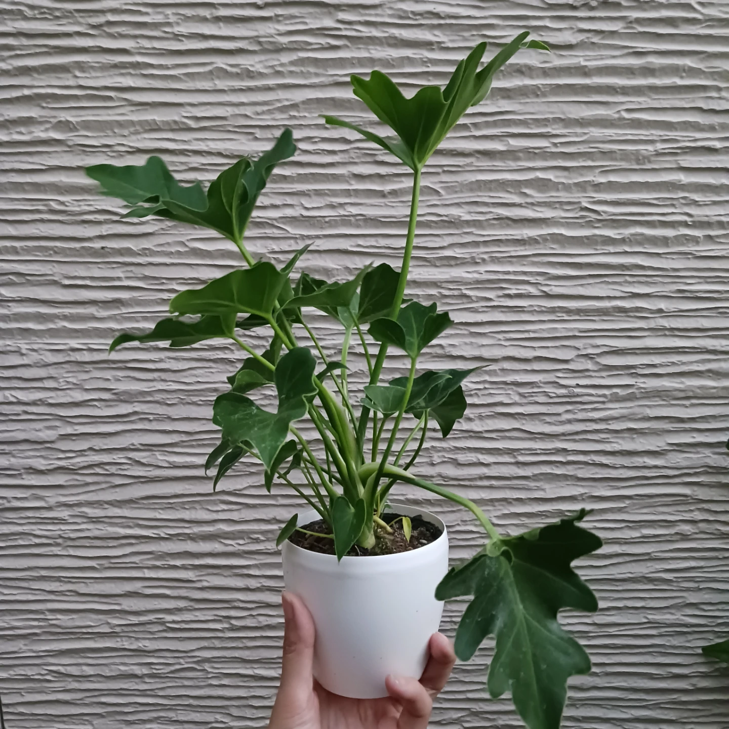 セローム　3号　観葉植物の写真3枚目