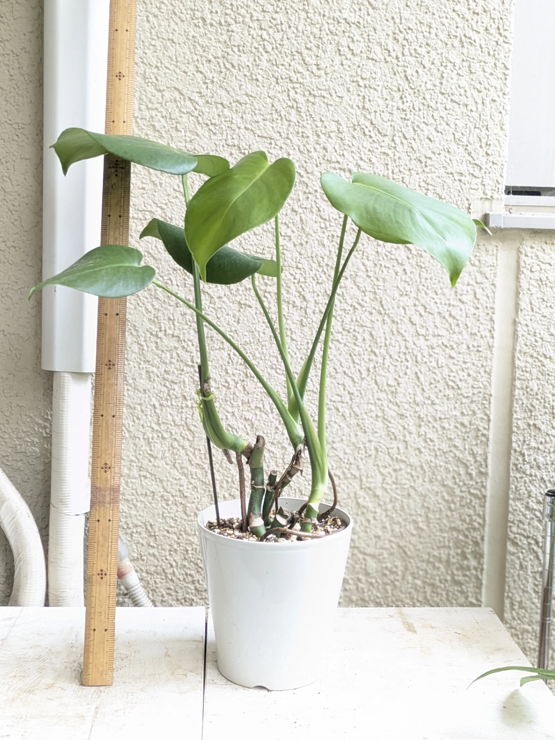 モンステラ 観葉植物　鉢植え