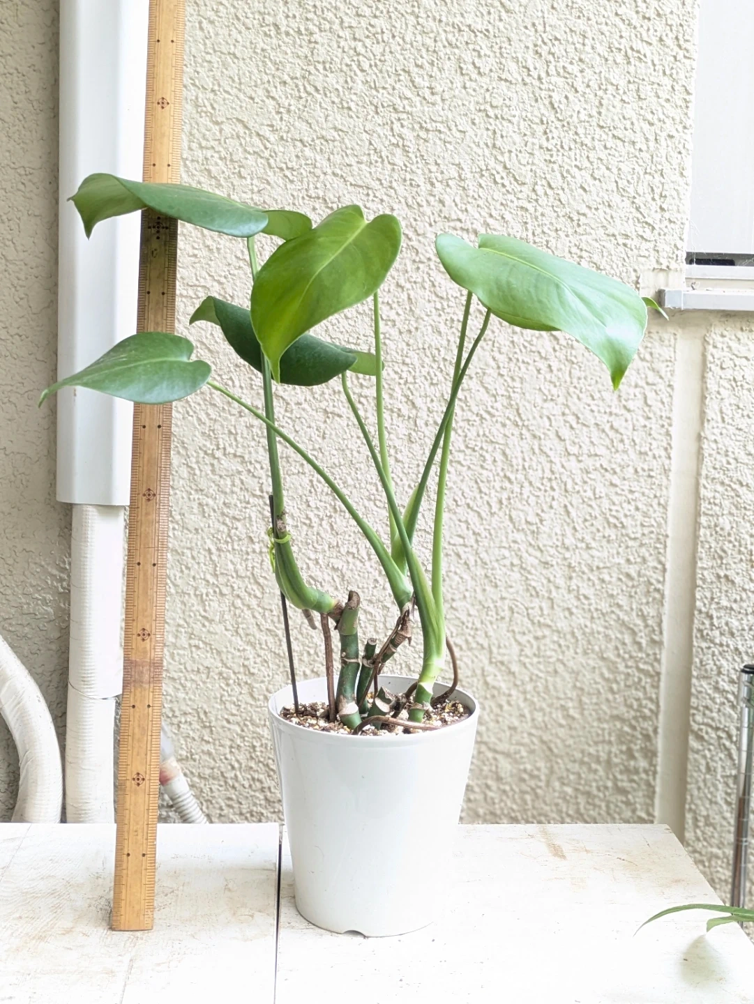 モンステラ 観葉植物 鉢植え