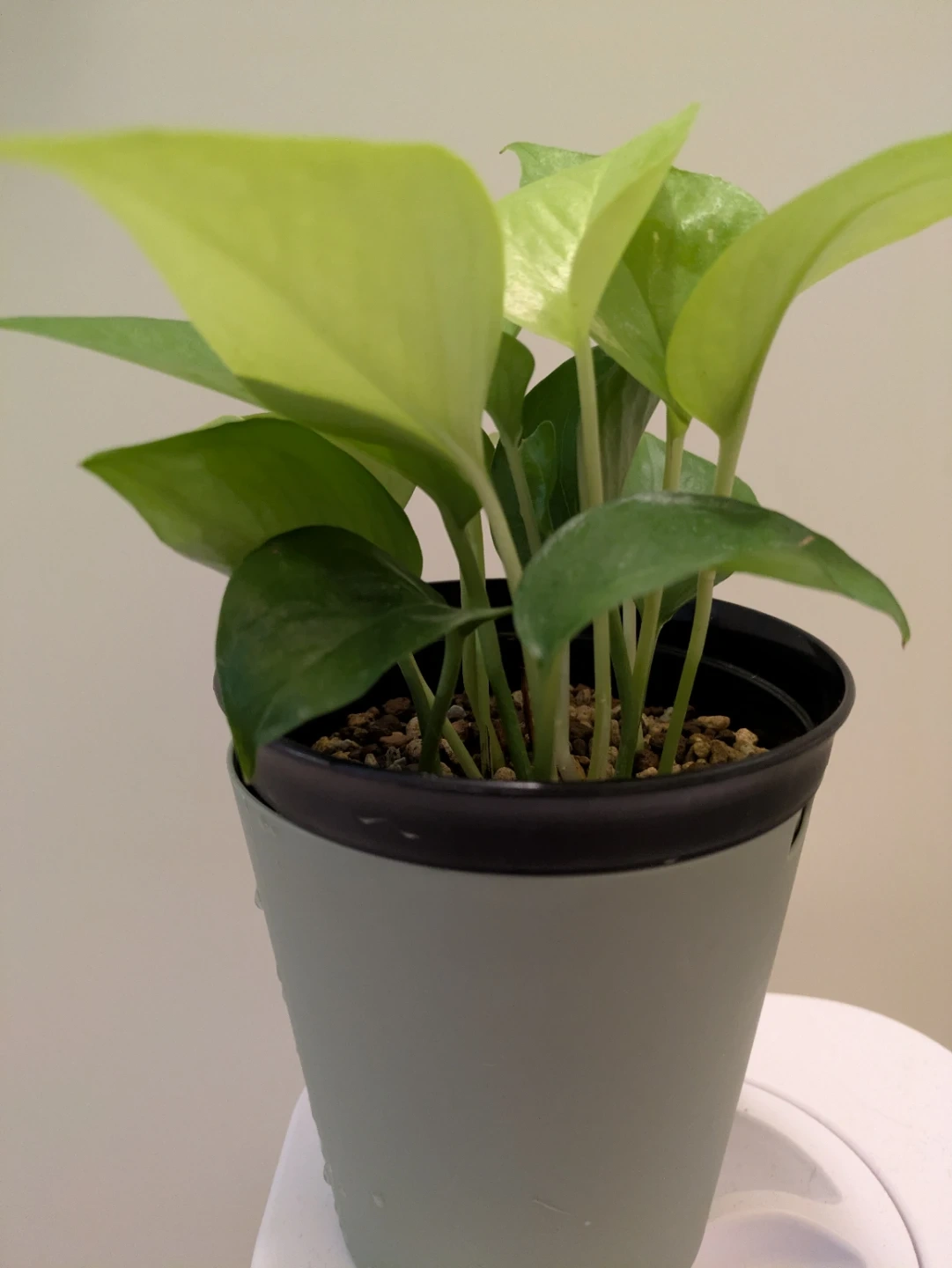 ポトス ライム 観葉植物 鉢付きの写真2枚目