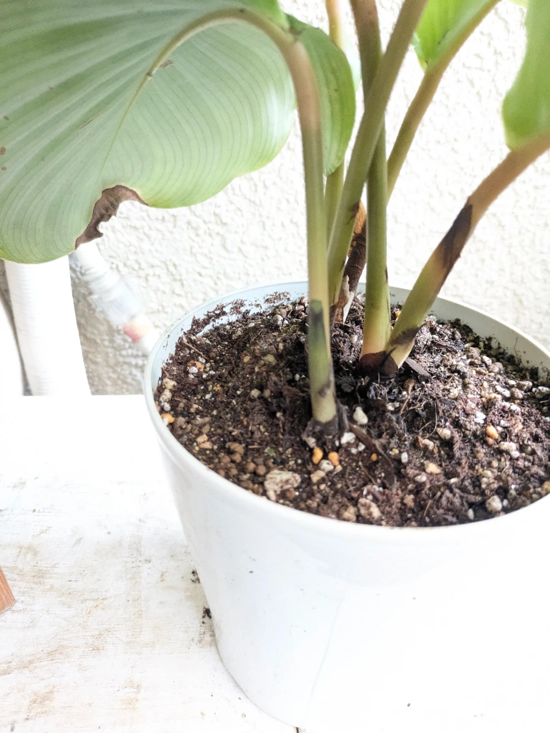 観葉植物 カラテア・オービフォリア 白プラ鉢の写真3枚目