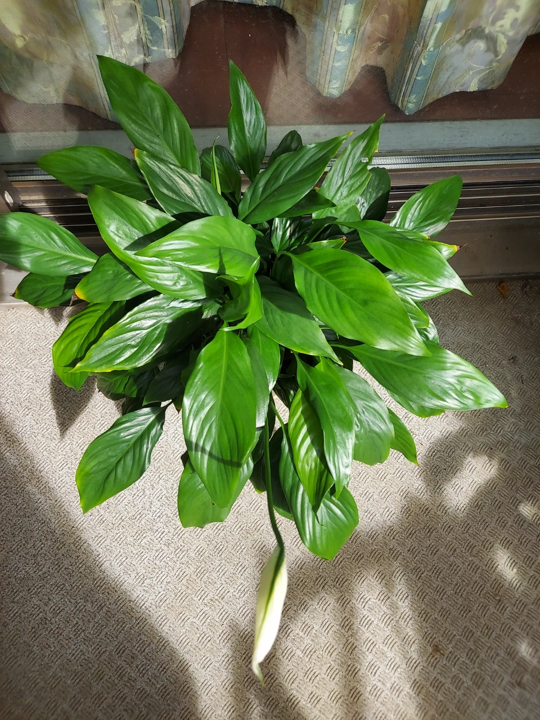 スパティフィラム 鉢植え 観葉植物の写真2枚目