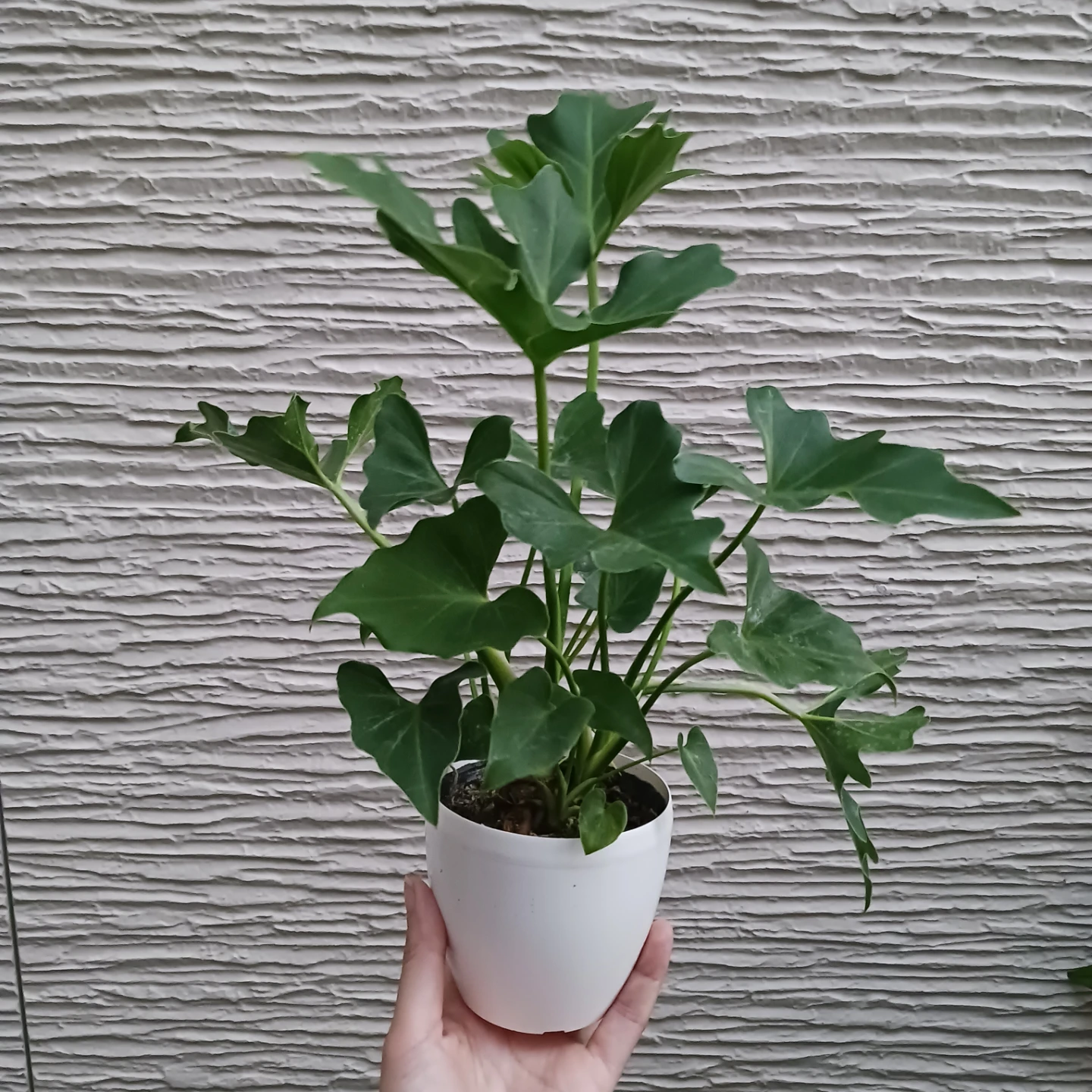 セローム　3号　観葉植物