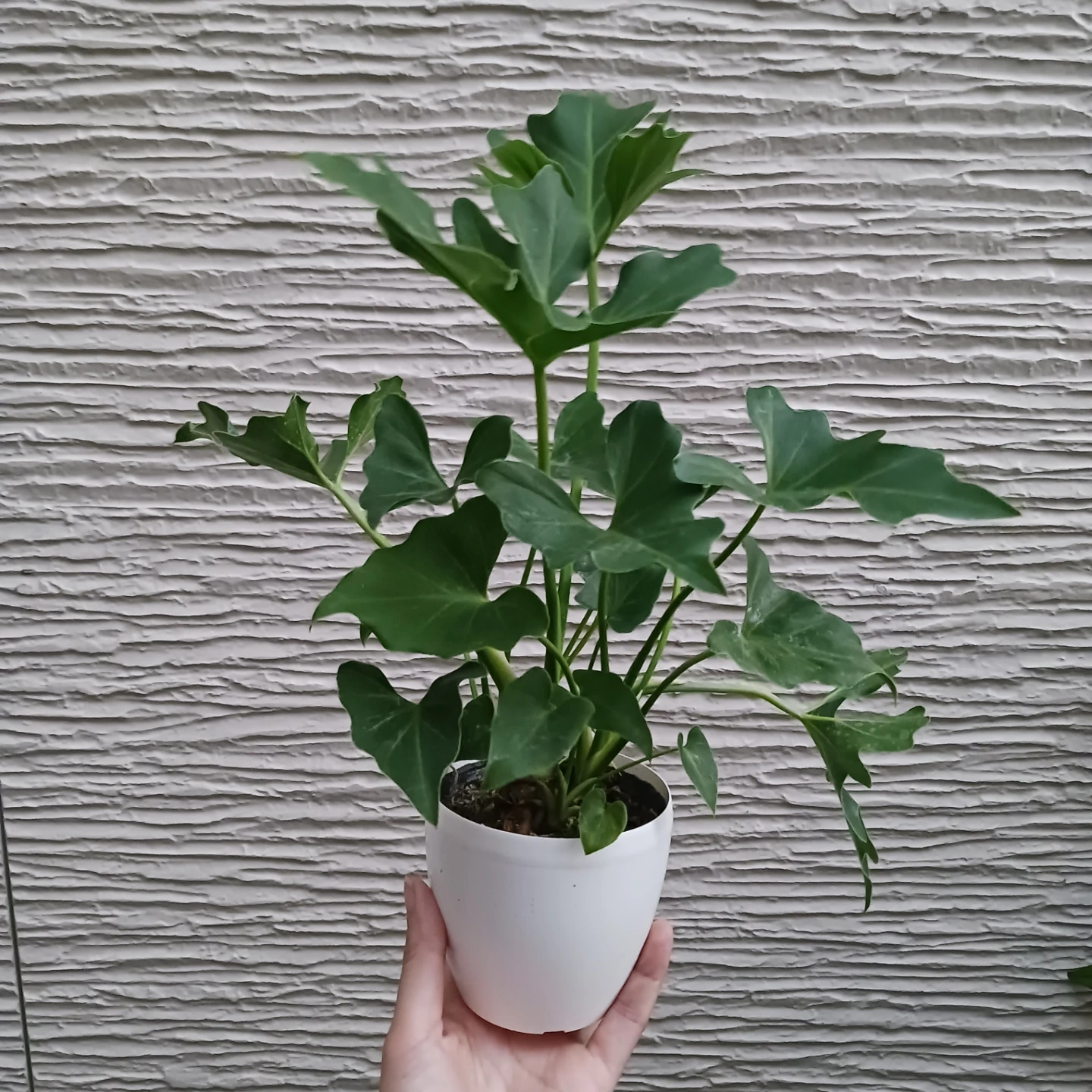 セローム 3号 観葉植物