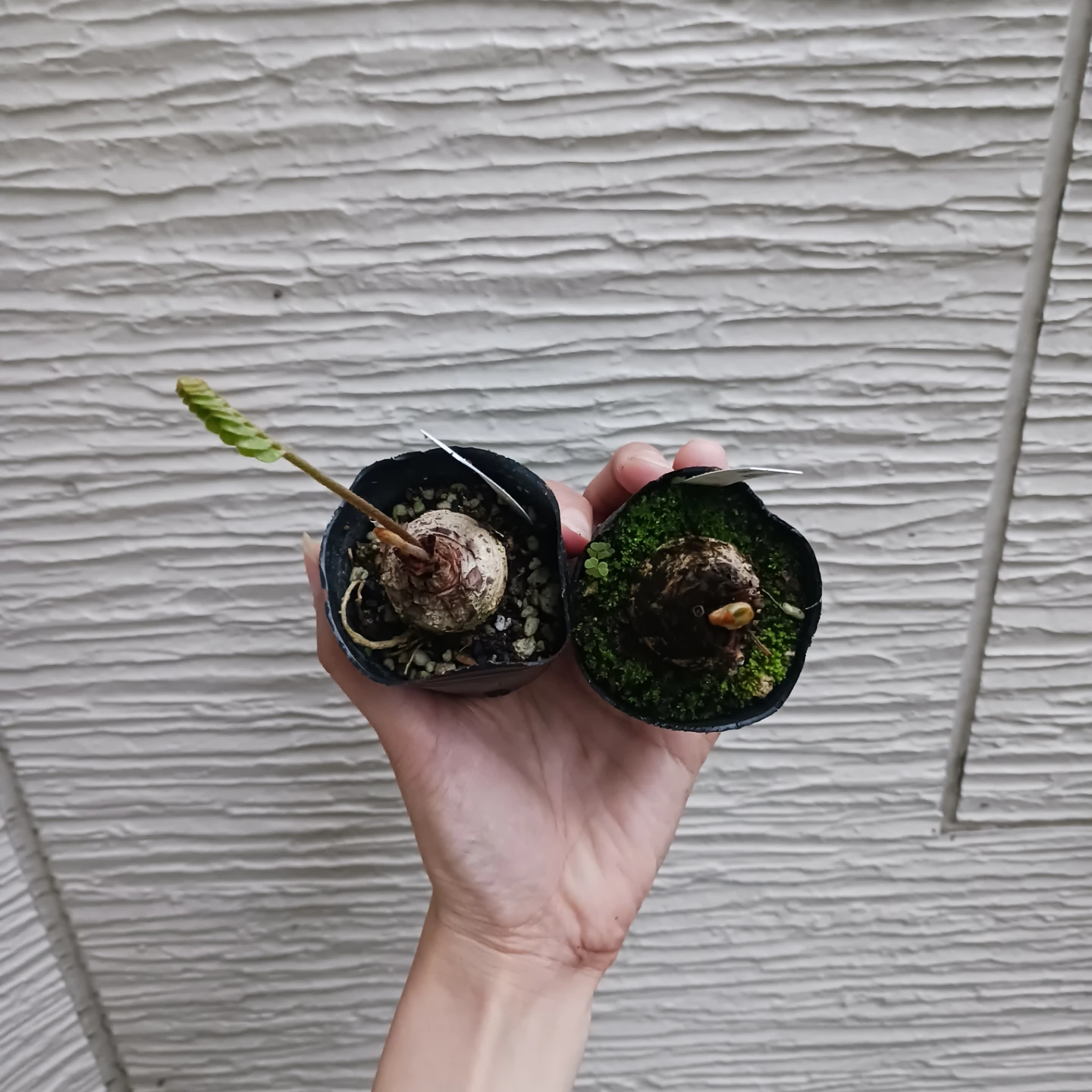 ザミアフロリダーナ　2号　観葉植物　インテグリフォリアの写真6枚目