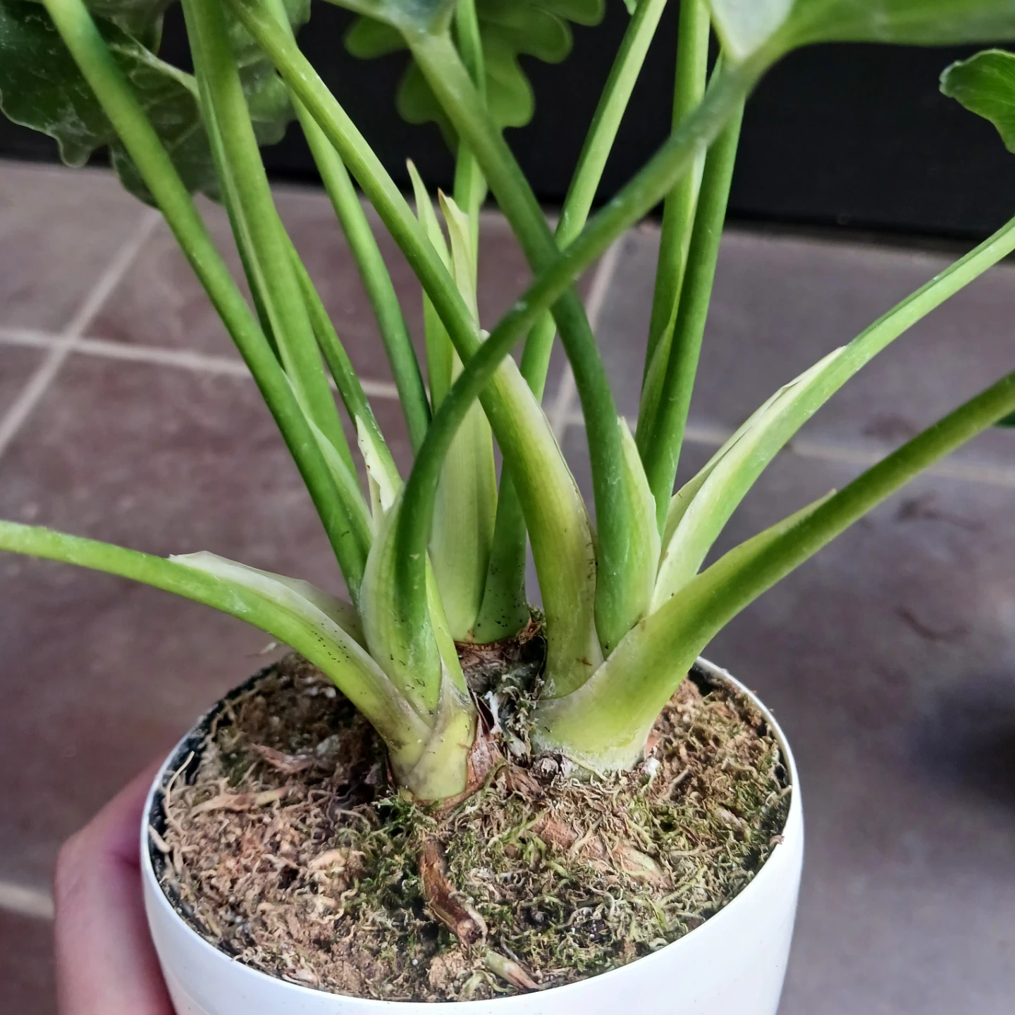セローム 3号 観葉植物の写真8枚目