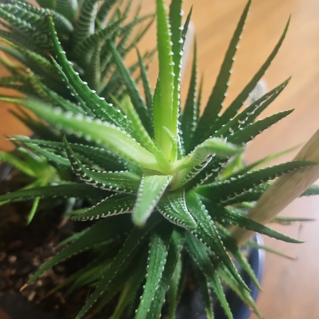 ◽ハオルチア◽ 十二の巻 ◽2株寄せ植えの写真8枚目