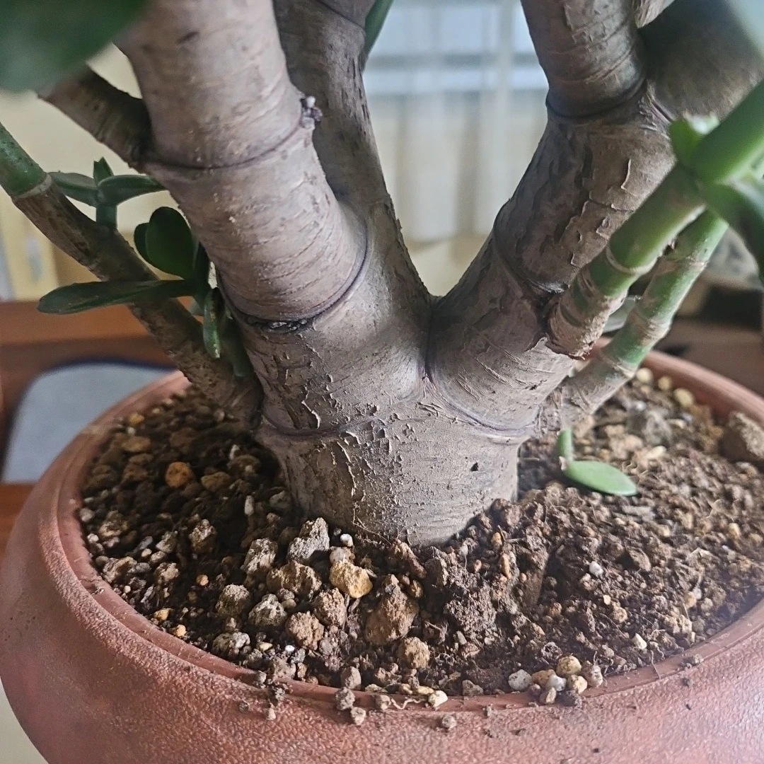 ◽金のなる木◽超極太幹◽鉢植えの写真2枚目