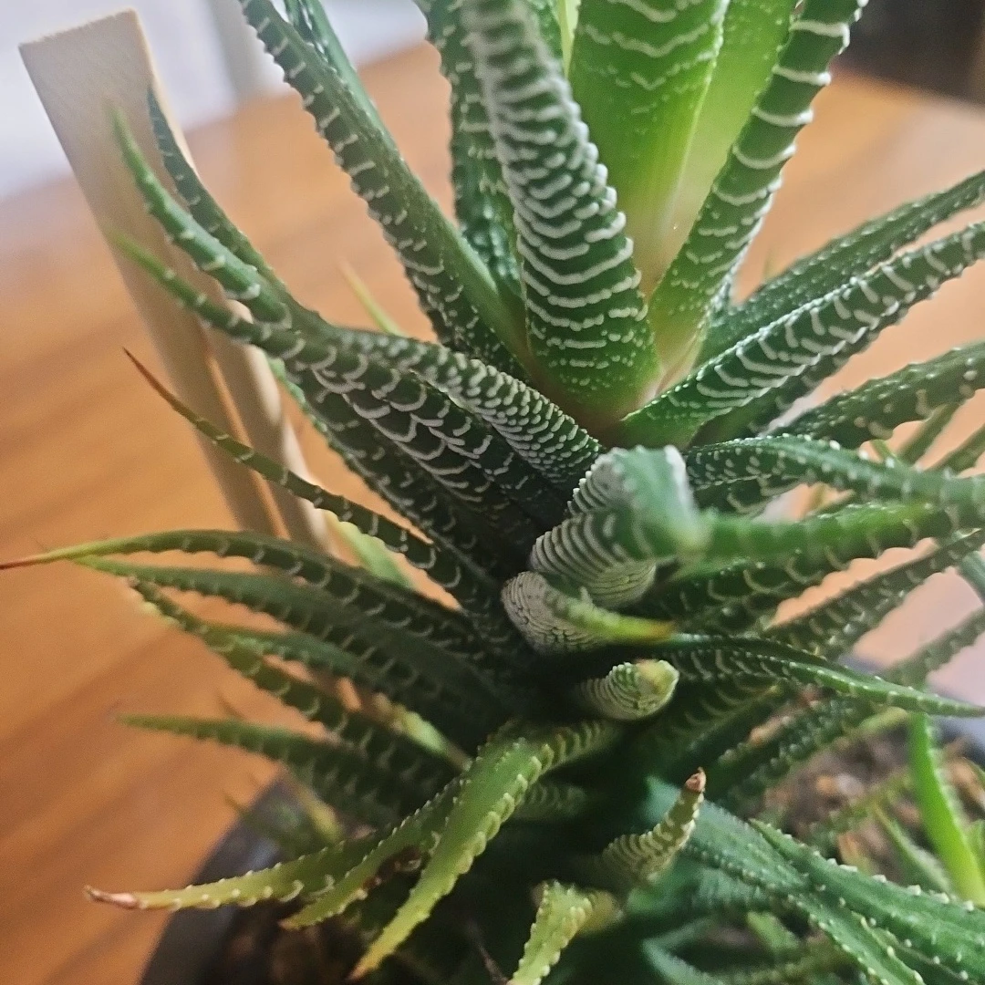 ◽ハオルチア◽ 十二の巻 ◽2株寄せ植えの写真10枚目