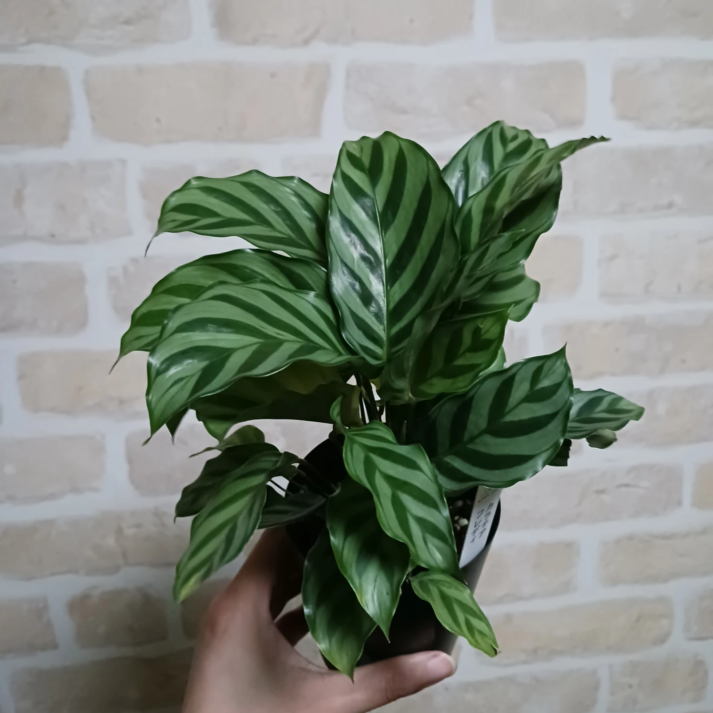 カラテア　フレディ　3号ロング　硬質ポット　観葉植物の写真5枚目