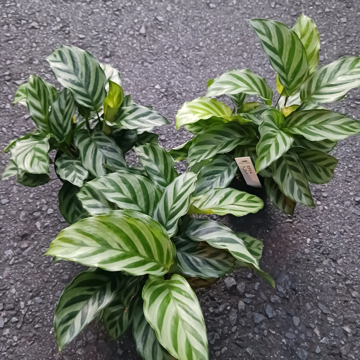 カラテア　フレディ　3号ロング　硬質ポット　観葉植物の写真6枚目