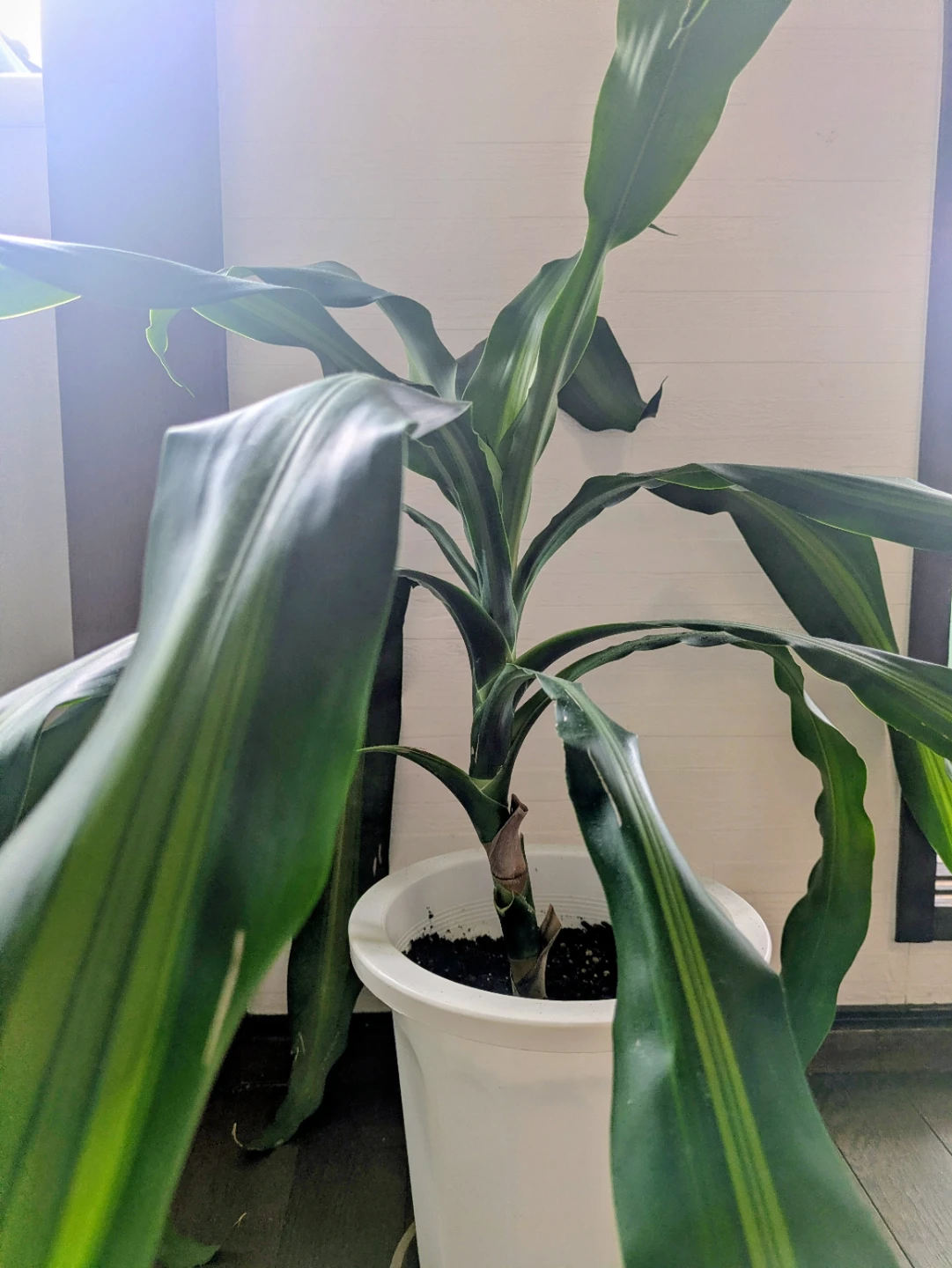 【大きめ】ドラセナ 観葉植物 白鉢付き