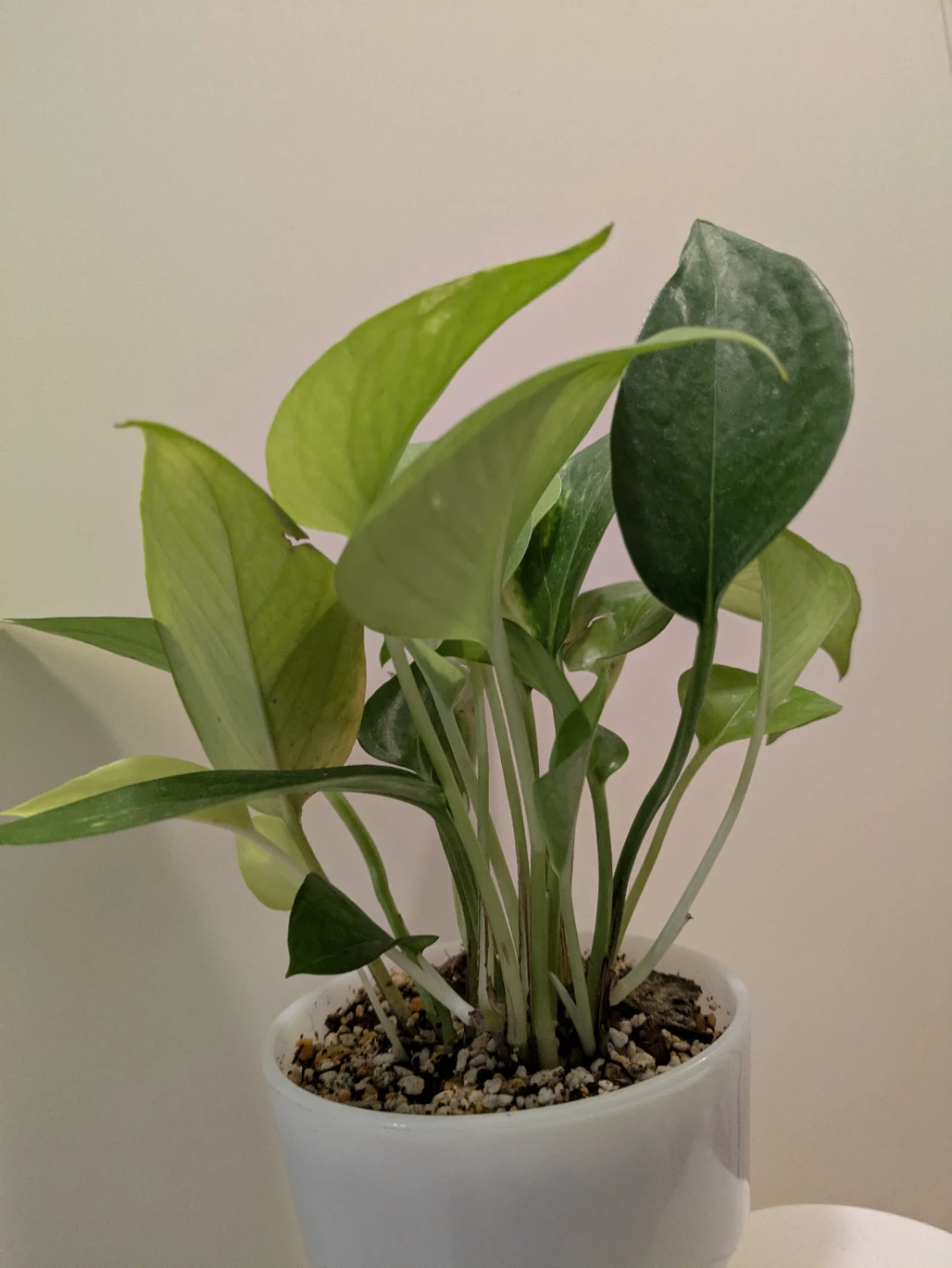 ポトス 観葉植物 白鉢付きの写真3枚目