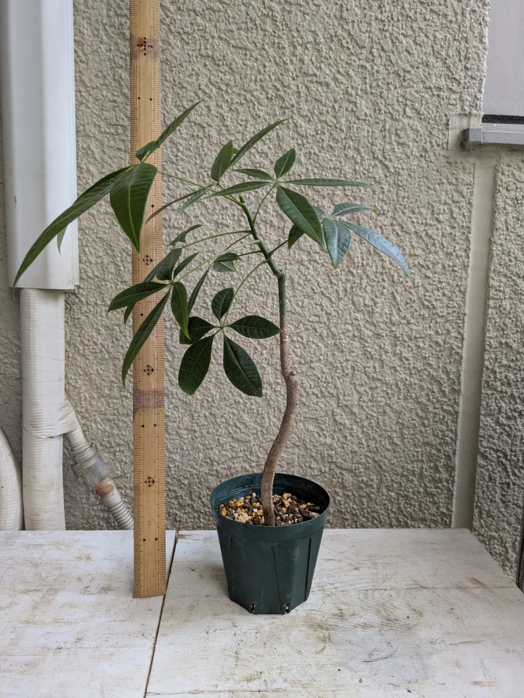 パキラ 観葉植物 ①の写真3枚目