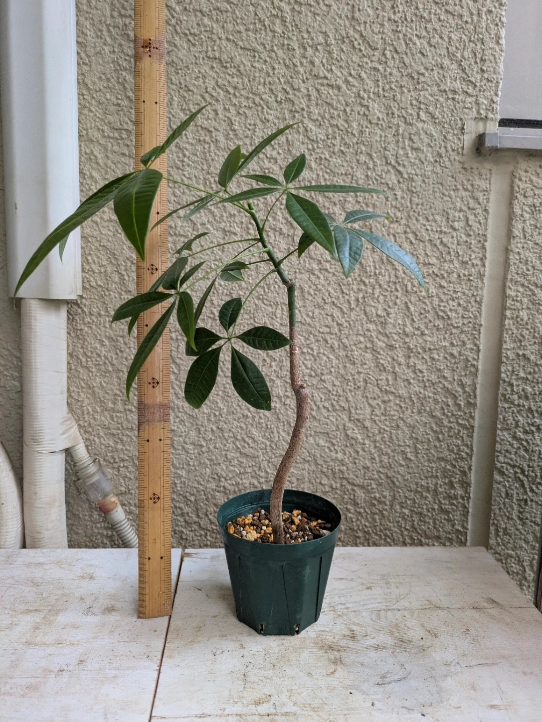 パキラ 観葉植物 ①の写真3枚目