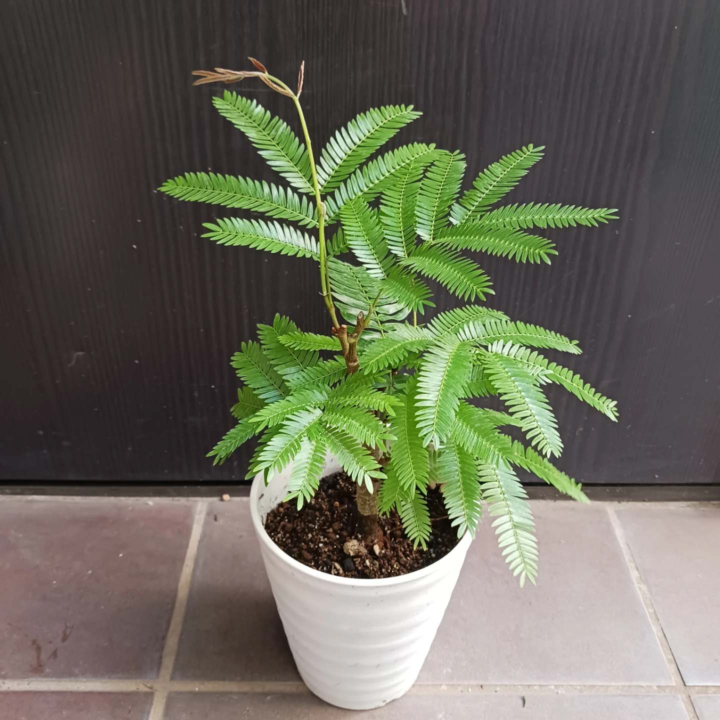 エバーフレッシュ　4号　観葉植物の写真8枚目
