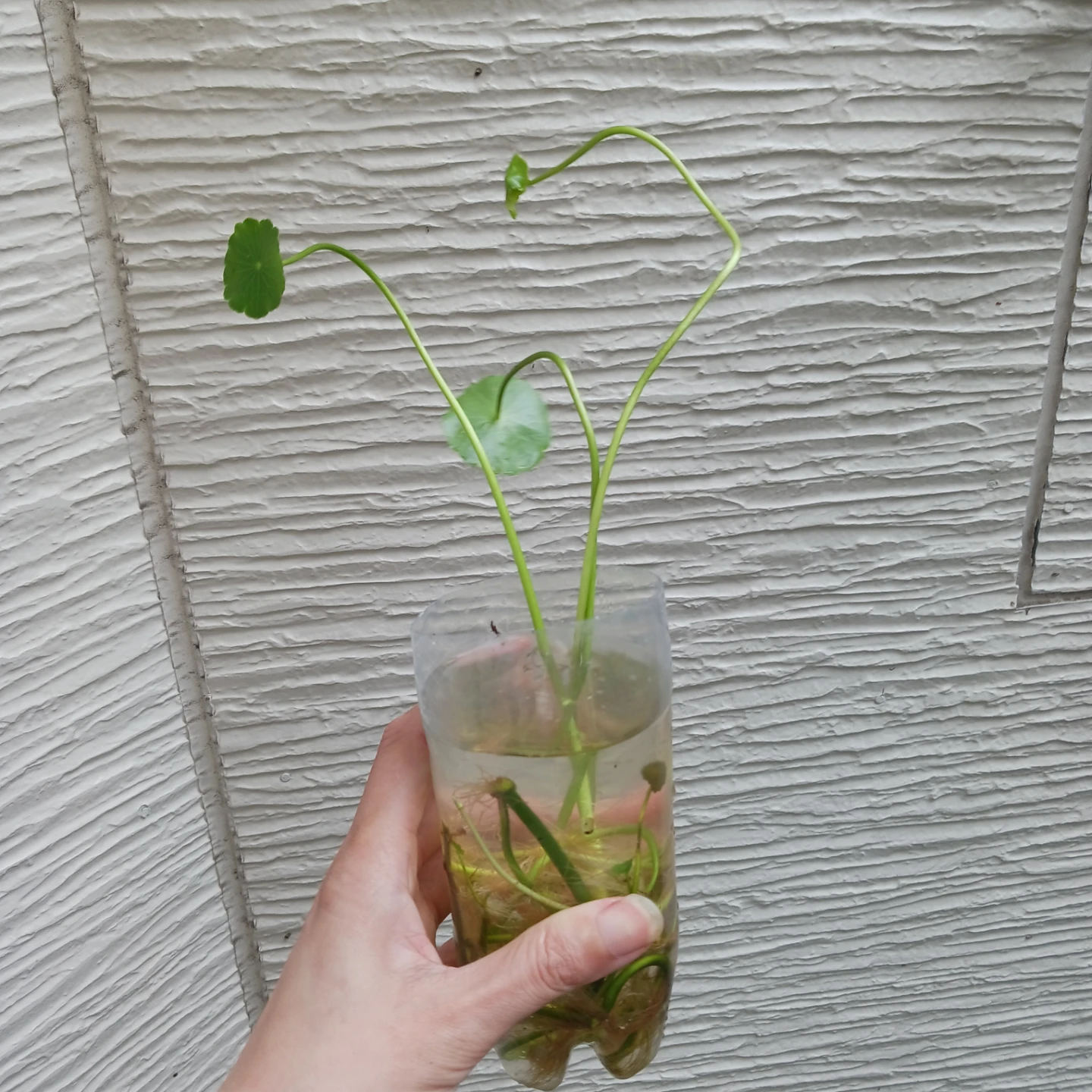 ウォーターコイン　ウォーターマッシュルーム　水草　ビオトープの写真4枚目