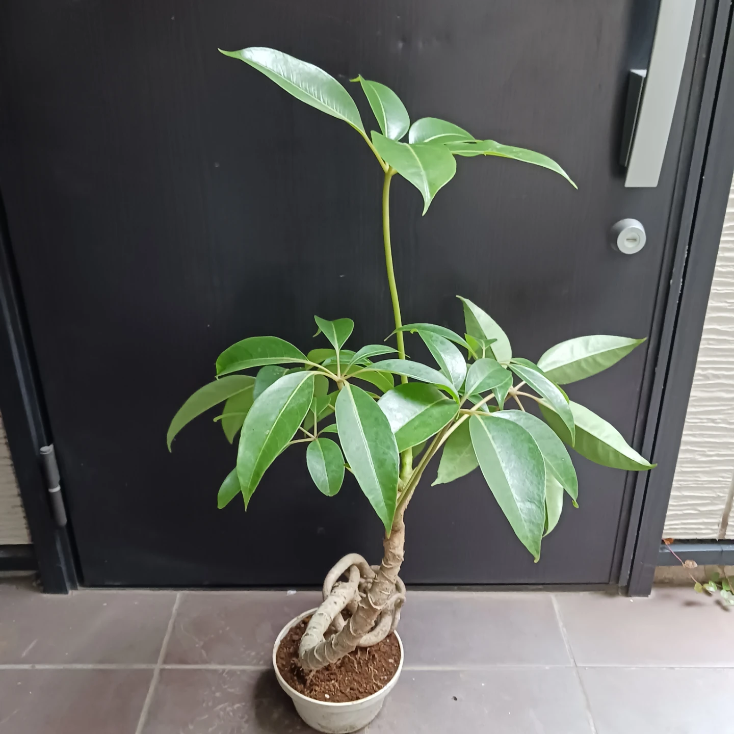 曲がり★ツピタンサス　6号　観葉植物　個性的　一点ものの写真3枚目
