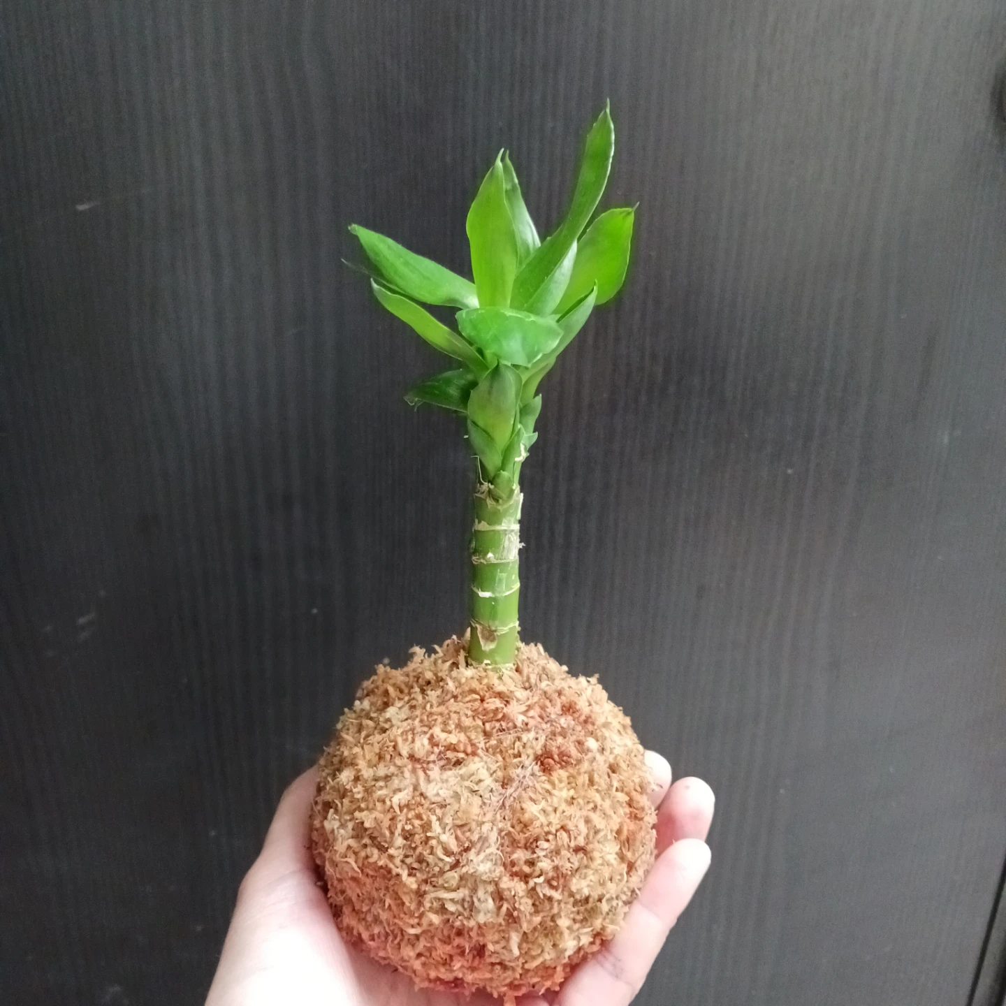 苔玉　キングバンブー　観葉植物　ドラセナの写真2枚目