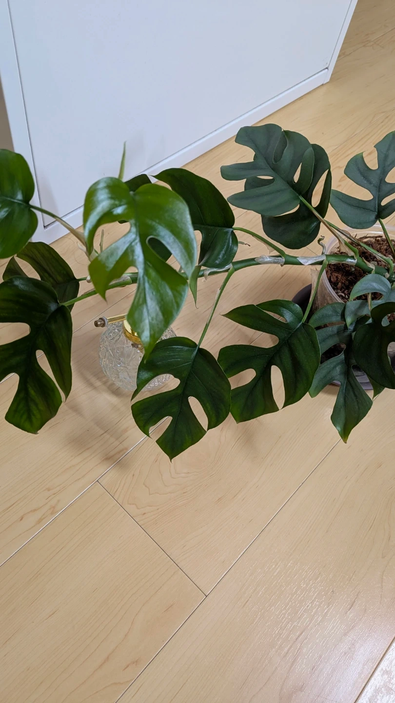 ヒメモンステラ 観葉植物の写真3枚目