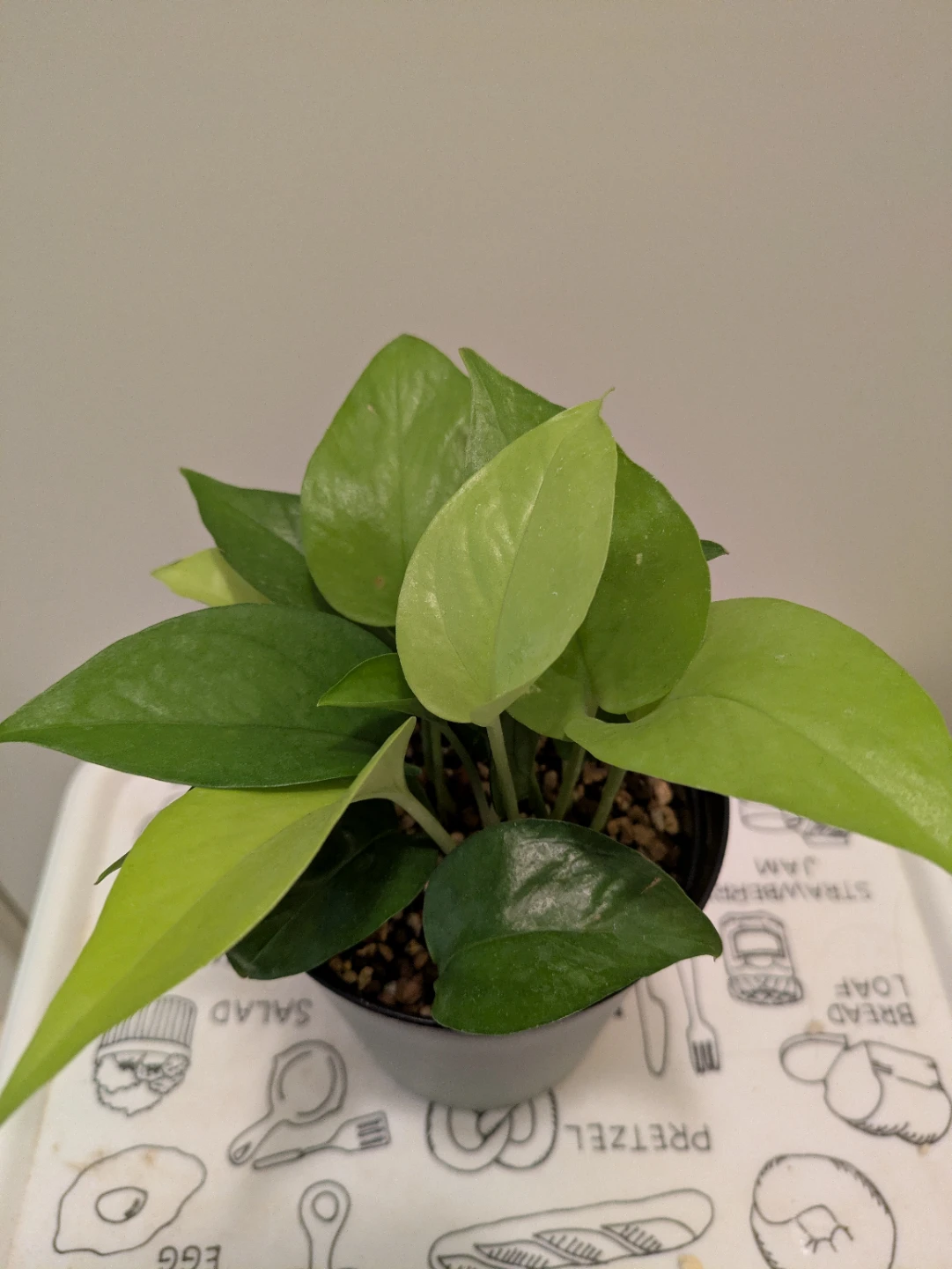 ポトス ライム 観葉植物 鉢付きの写真3枚目