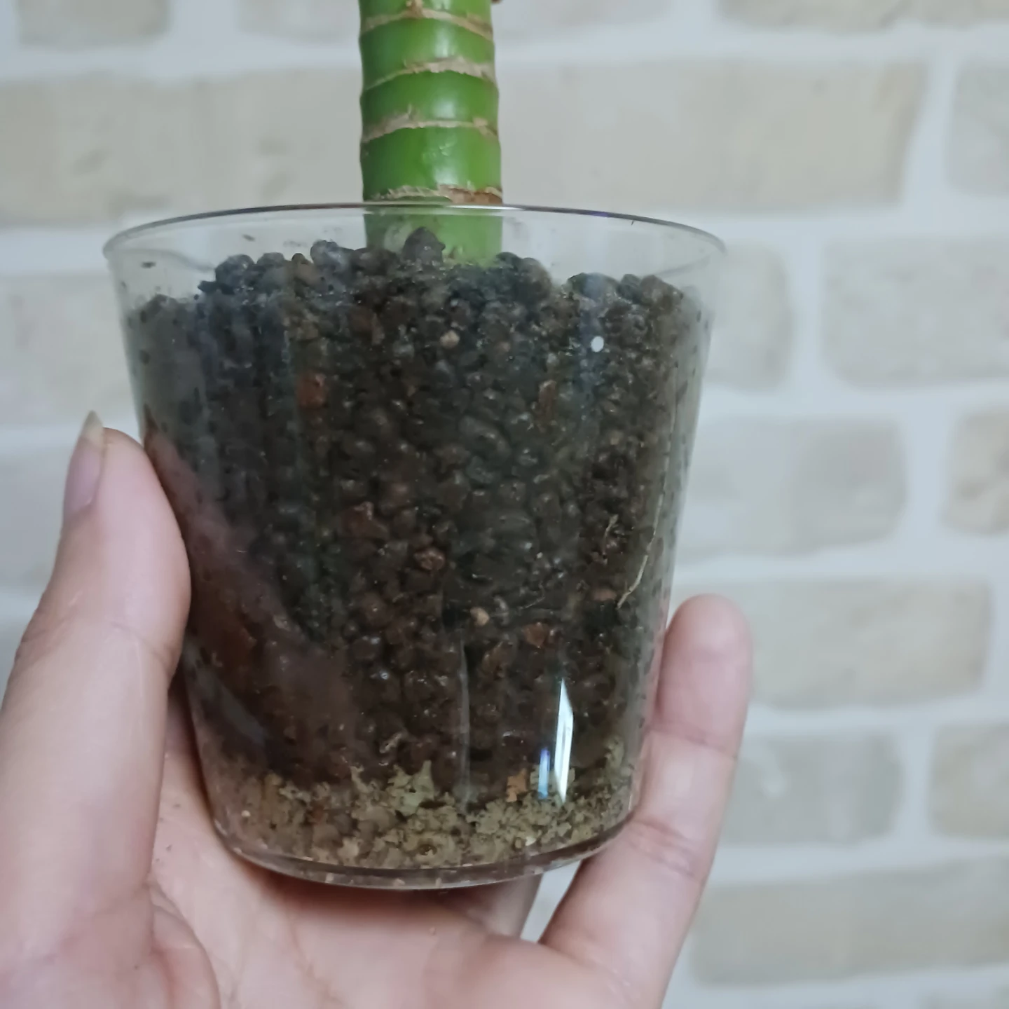 土を使わない★ハイドロカルチャー　水耕栽培　ドラセナ　観葉植物の写真4枚目