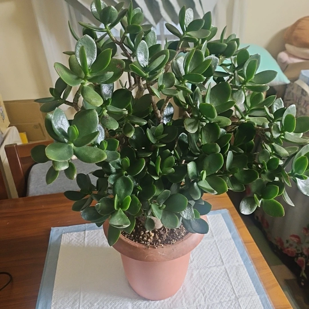 ◽金のなる木◽超極太幹◽鉢植えの写真6枚目
