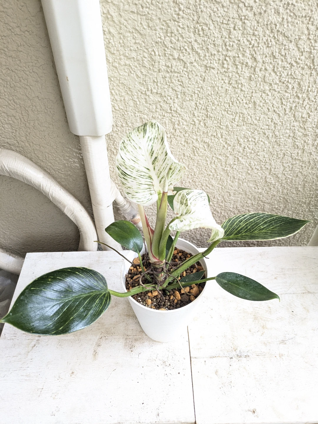 フィロデンドロン バーキン 観葉植物①の写真2枚目