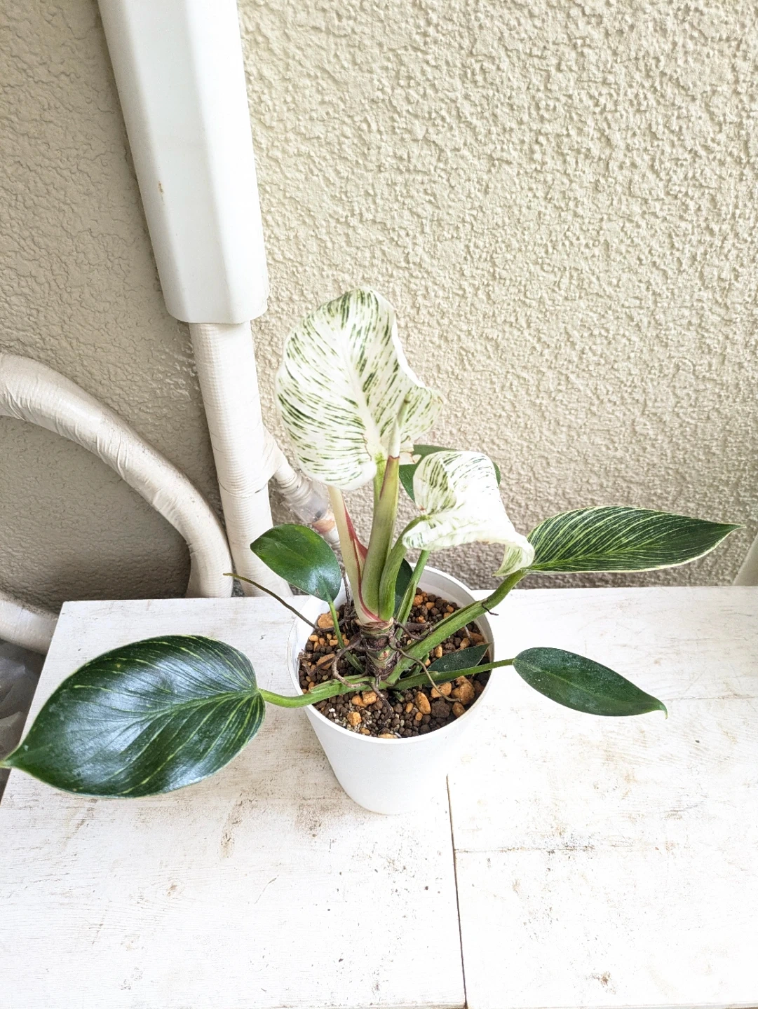 フィロデンドロン バーキン 観葉植物①の写真2枚目