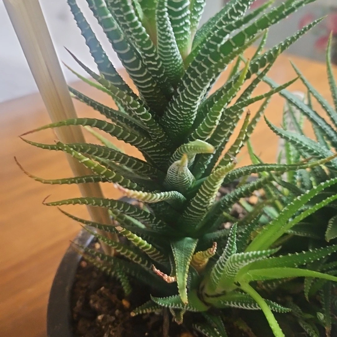 ◽ハオルチア◽ 十二の巻 ◽2株寄せ植えの写真3枚目