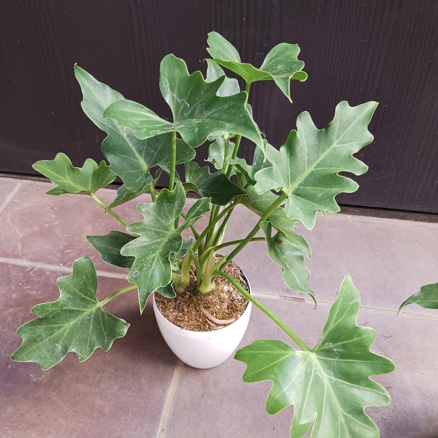 セローム 3号 観葉植物の写真7枚目