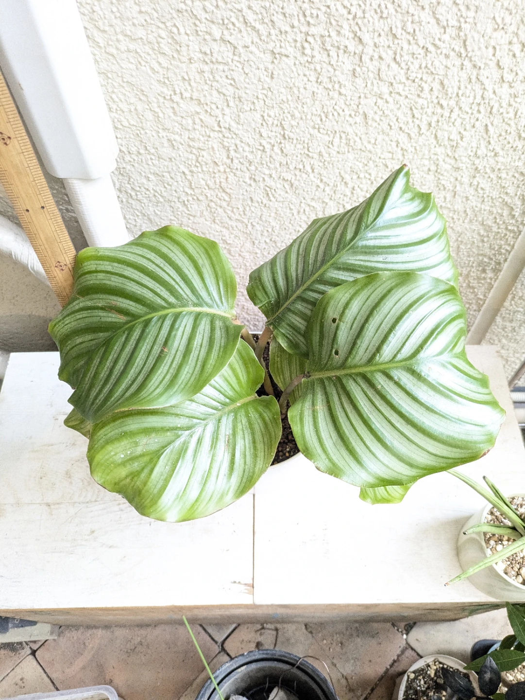 観葉植物 カラテア・オービフォリア 白プラ鉢の写真2枚目
