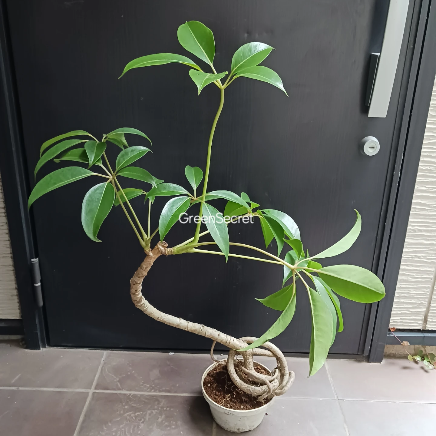 曲がり★ツピタンサス　6号　観葉植物　個性的　一点もの